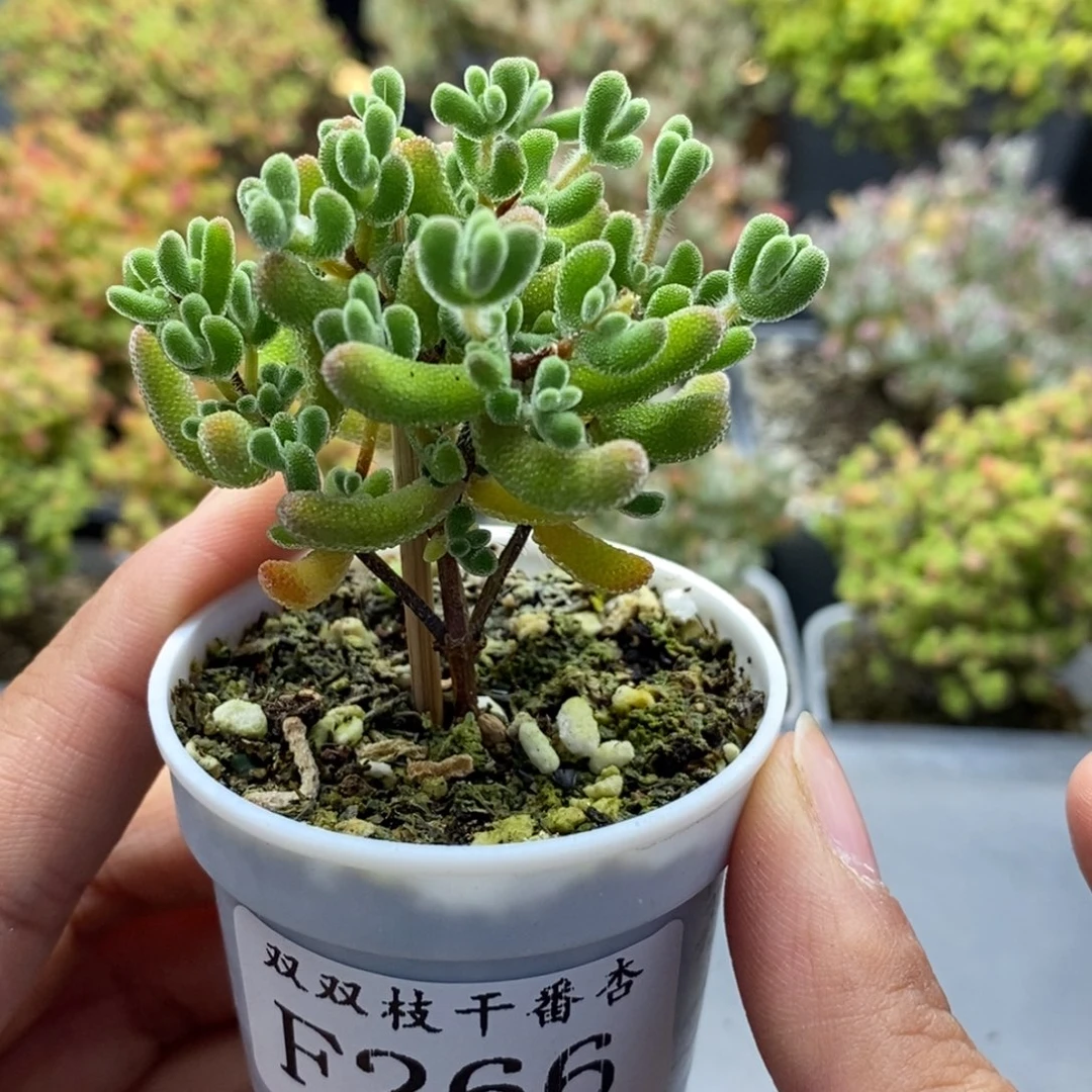 266小星星。