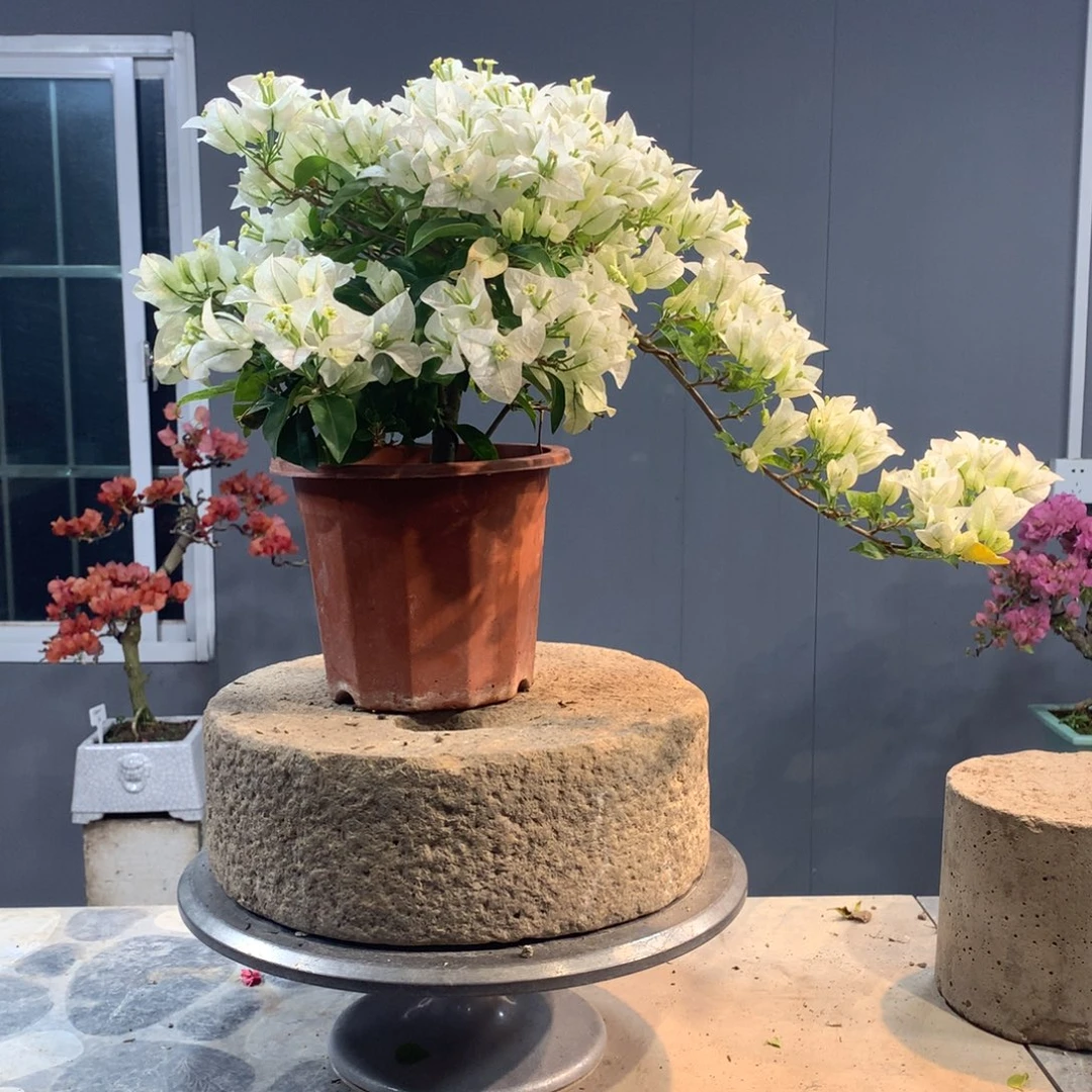 大量花朵（建议范围：8朵-15朵 或40%以上）