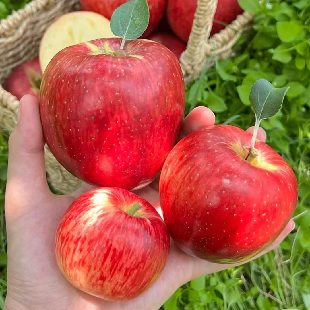 昭通红露苹果新鲜应季现摘脆甜多汁高原水果