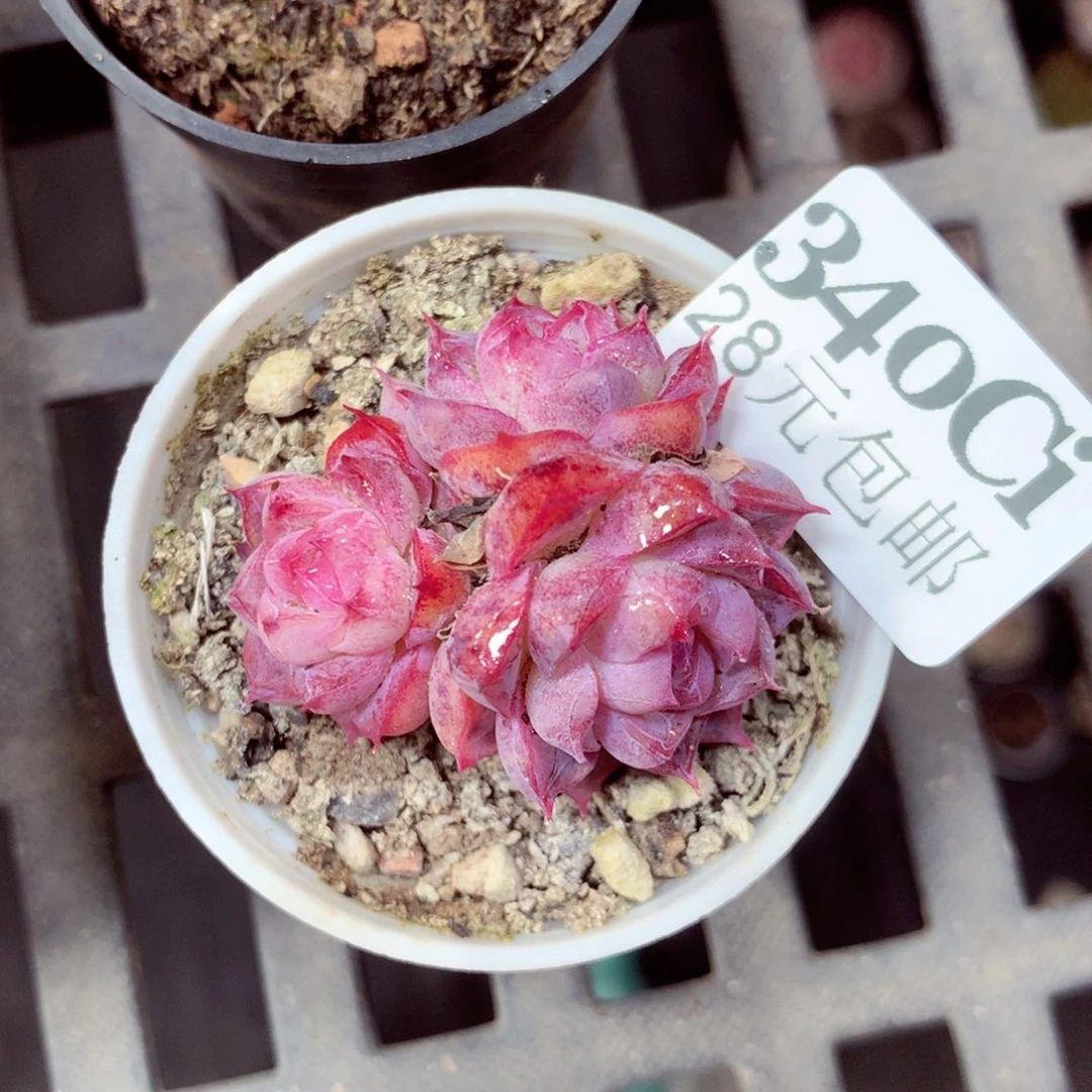 5厘米盆精控多肉340