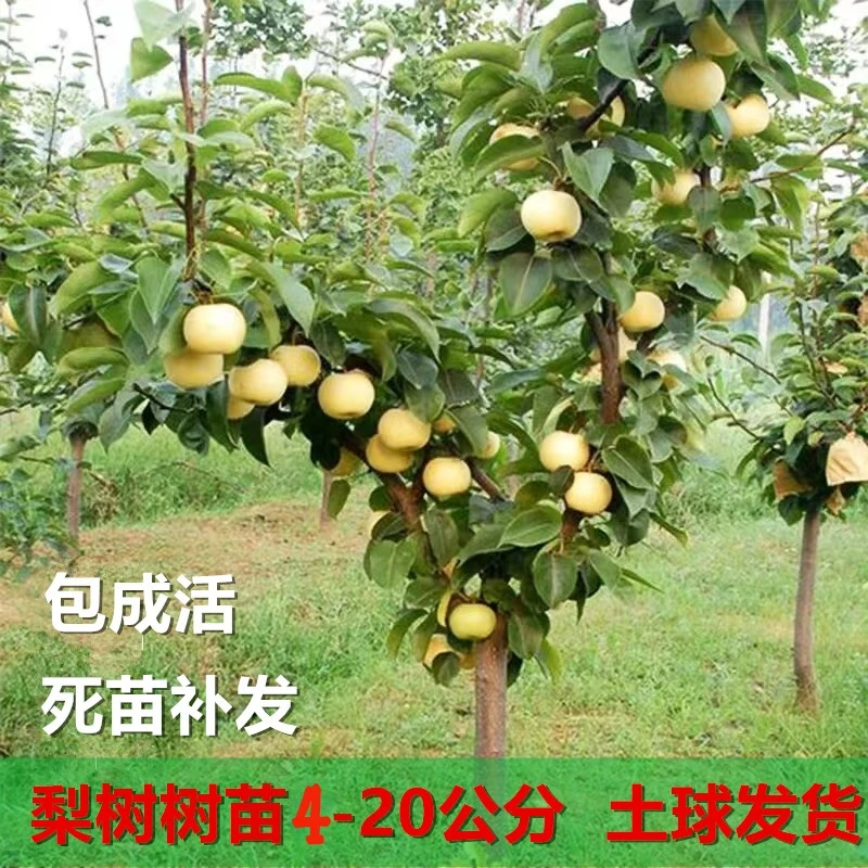 梨树果苗嫁接特大秋月梨红酥香梨翠冠梨树苗庭院盆地栽南北方种植
