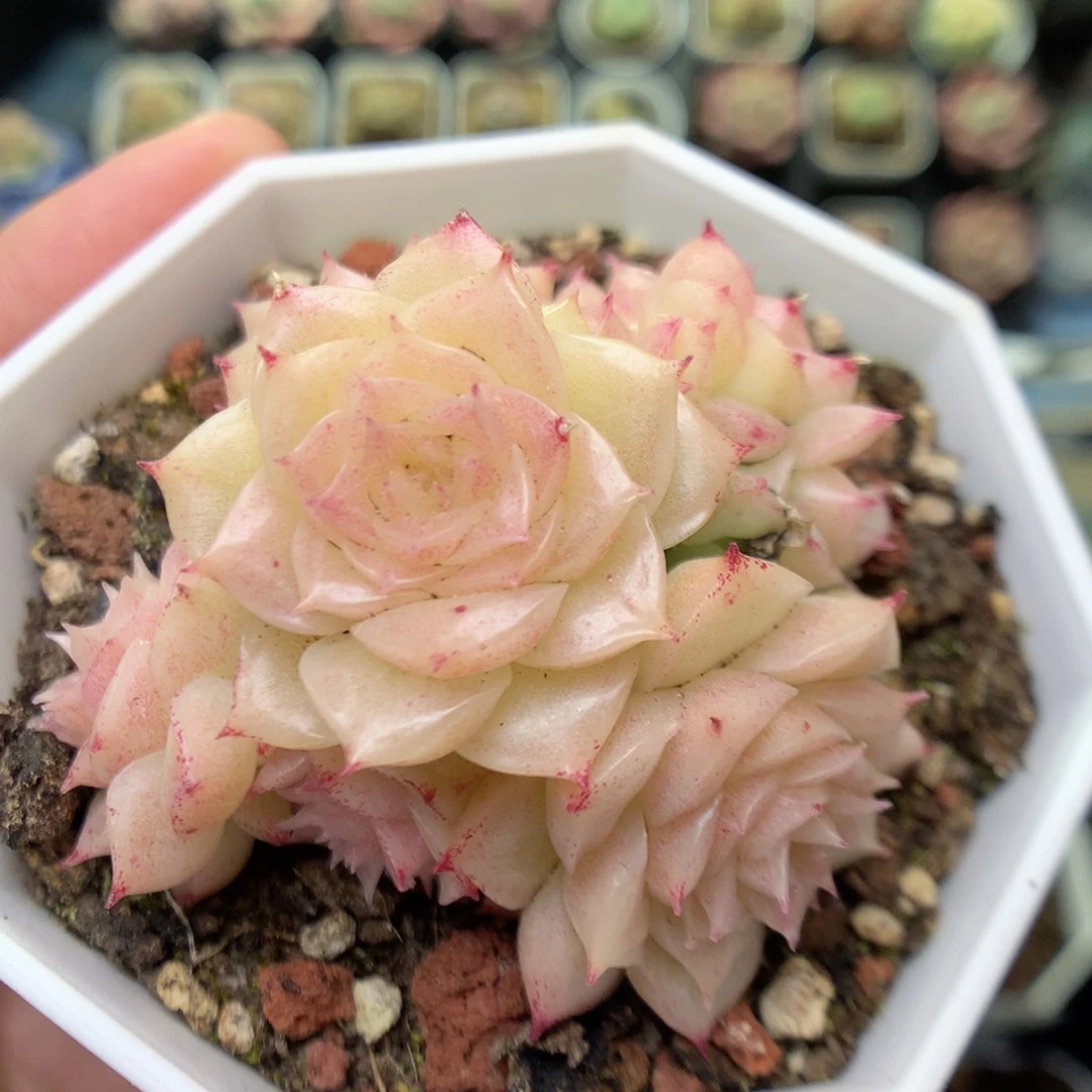 S122 ，20包邮两天凑单偏远不发货