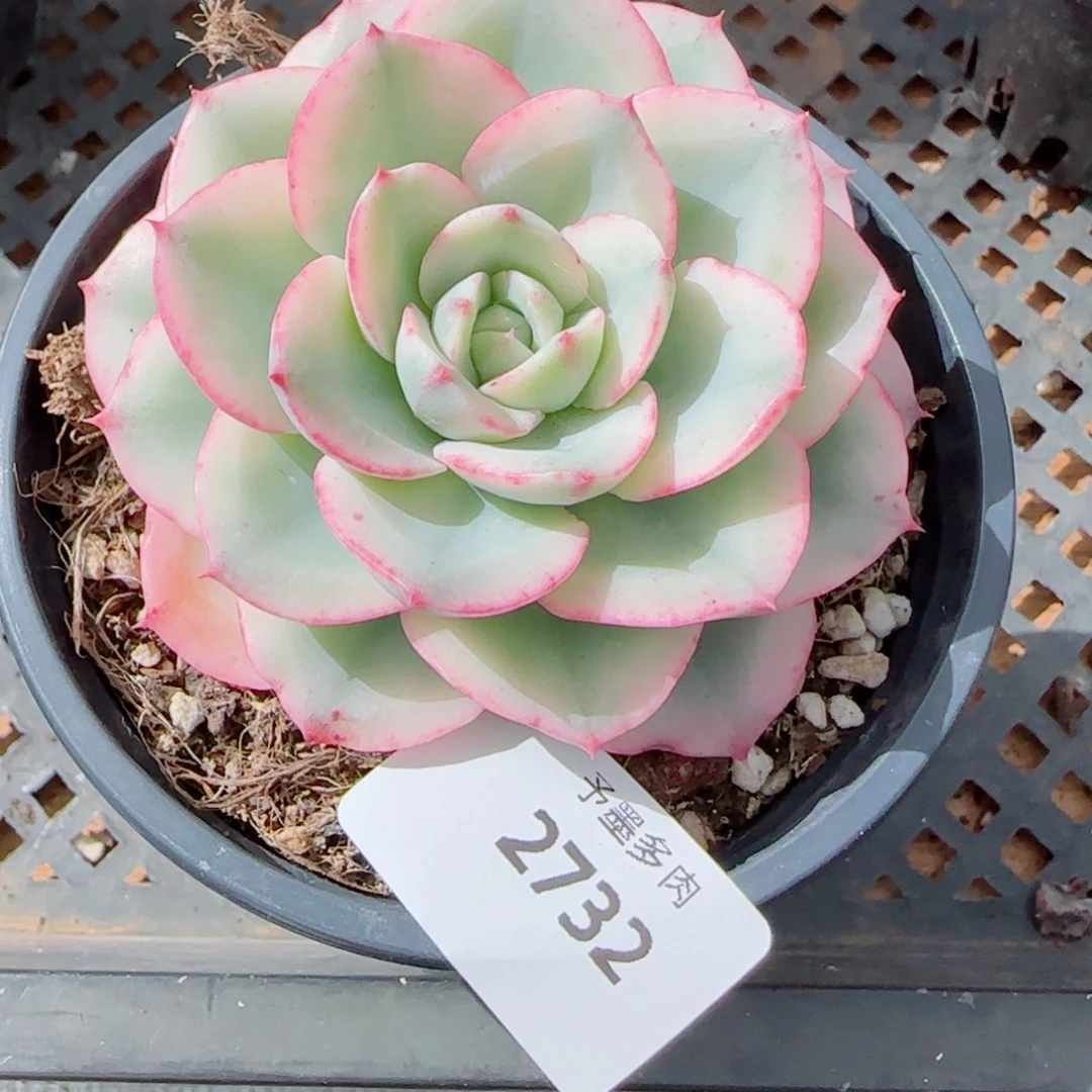 黄桃锦，2732多肉植物