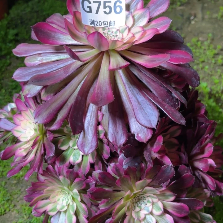 筱**。瑞妈多肉1.30.756