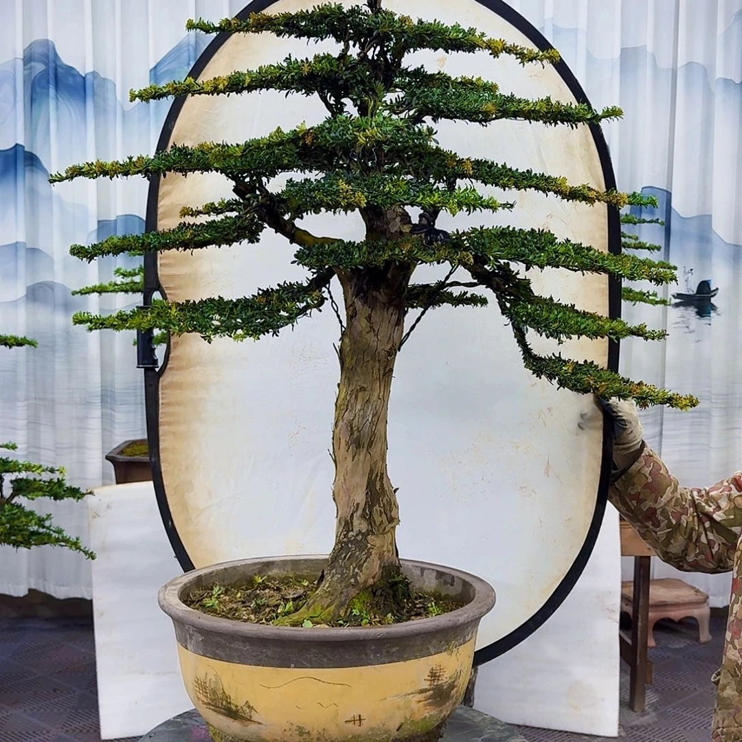 无花朵罗汉松一物一拍888