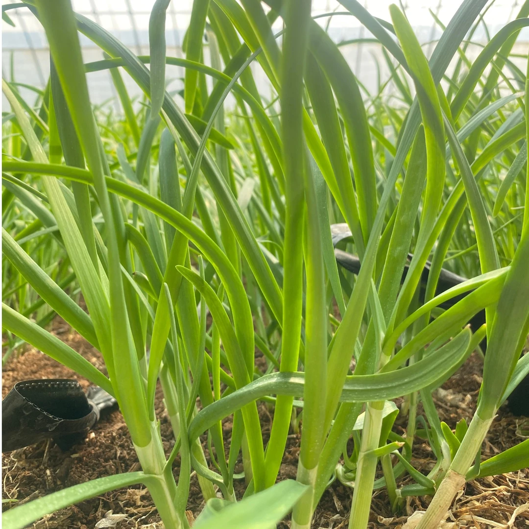 【汇峰农场】椰糠韭菜2斤/3斤    新鲜现割 顺丰包邮