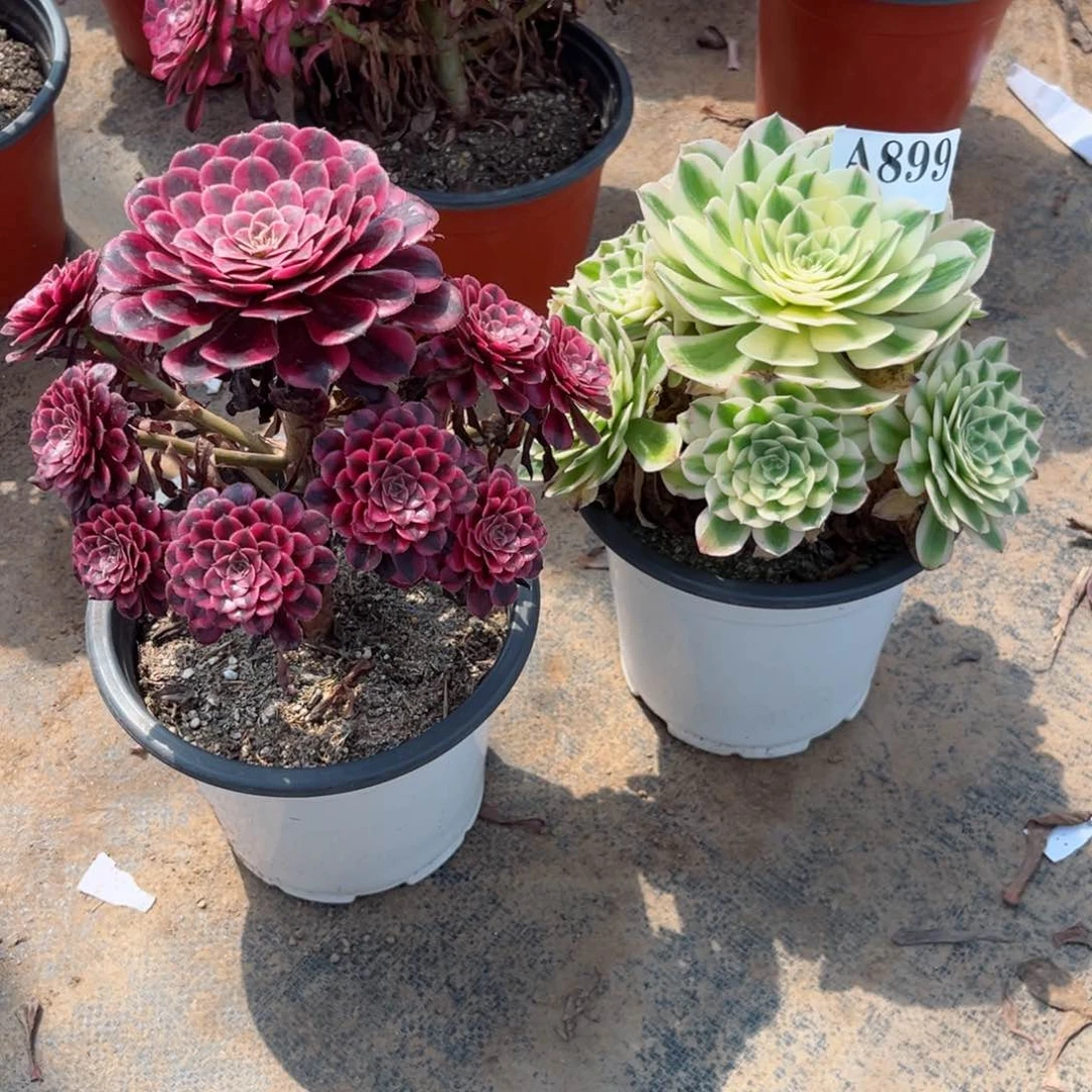 嫩桩伊丽莎白899多肉植物