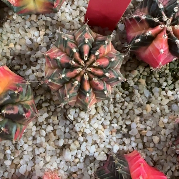 71-1230泰国发货多肉