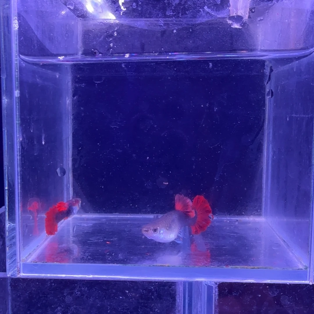 孔雀鱼折扇菊花帆1对