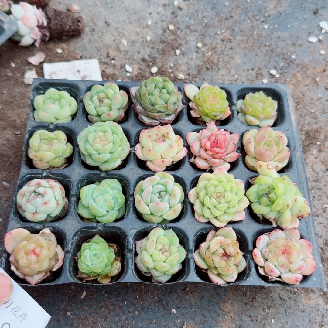 多肉杂交珍妮两颗量拍2-92