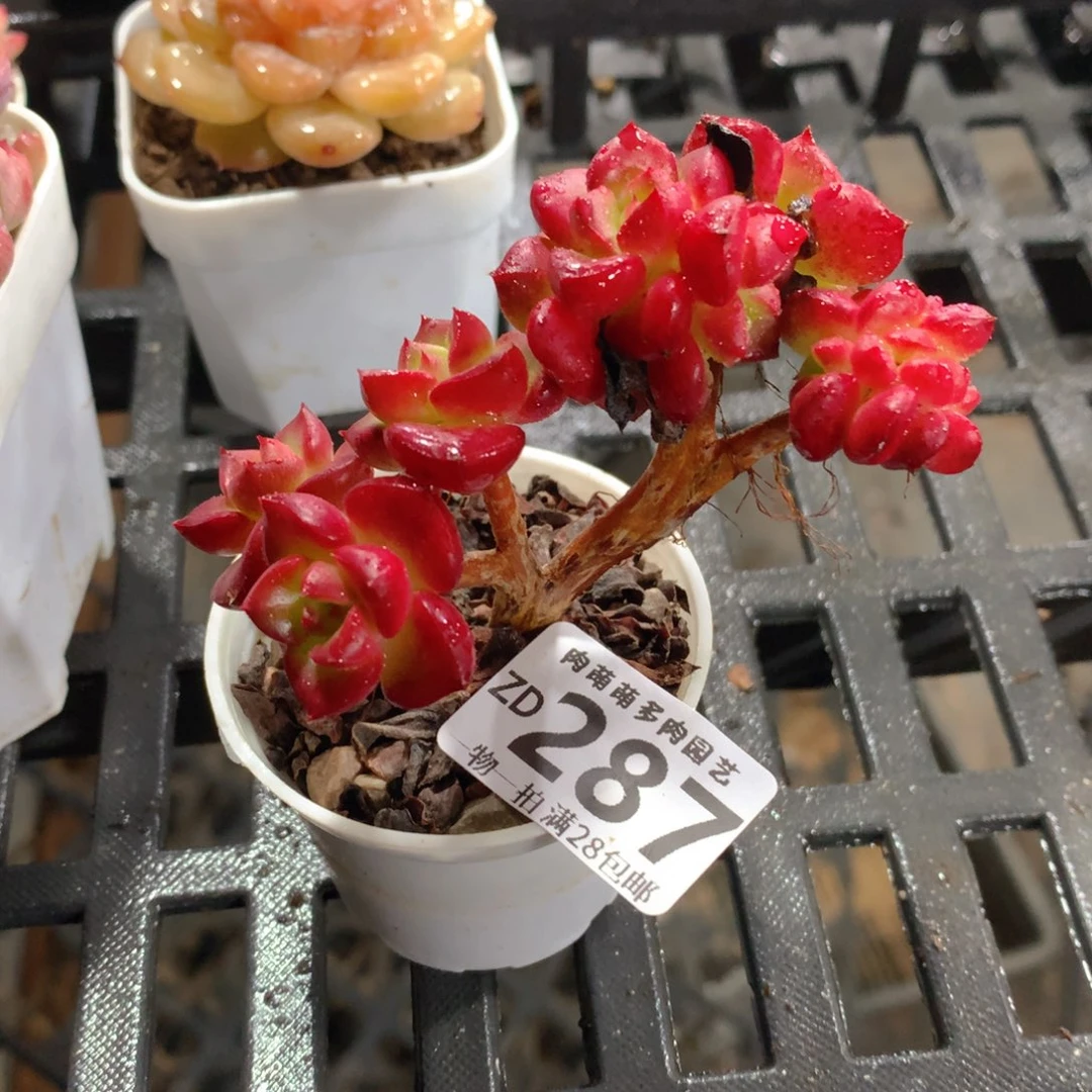 肉萌萌拇指盆精控多肉ZD287