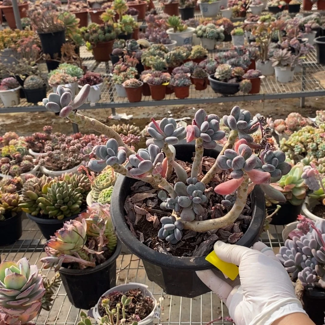 733苹果奶酪一物一拍