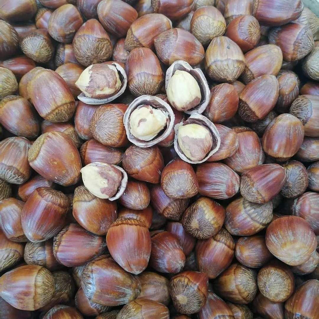 [玉田专属]东北特产大果长矛熟榛子，2斤3斤5斤送开口器