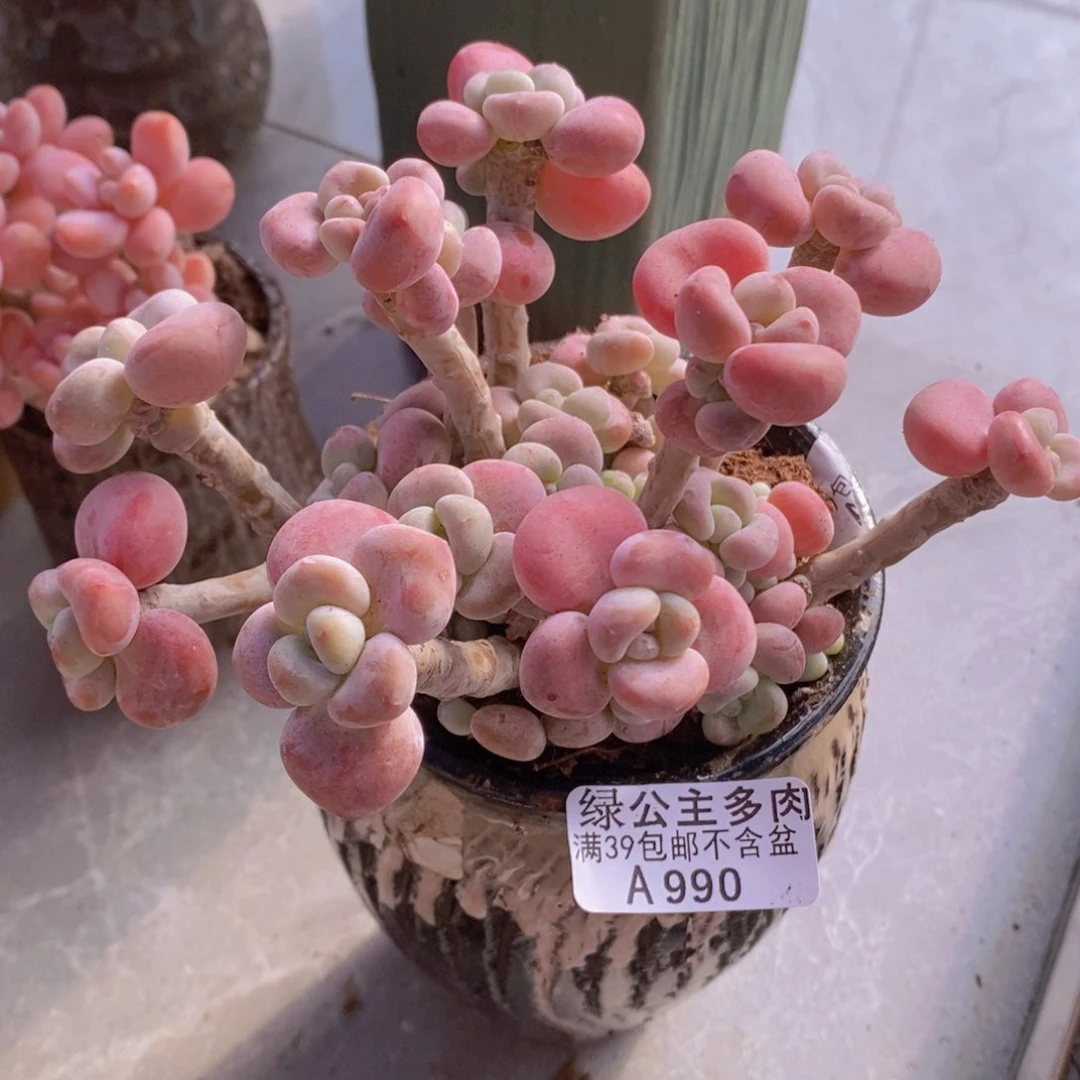 腰子洛神11cm990多肉植物