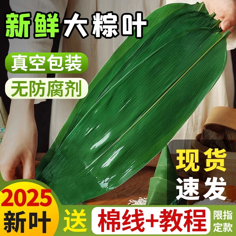 现摘批发特大芦苇包粽叶子专用厨师专用粽子新鲜大号棕叶diy模具