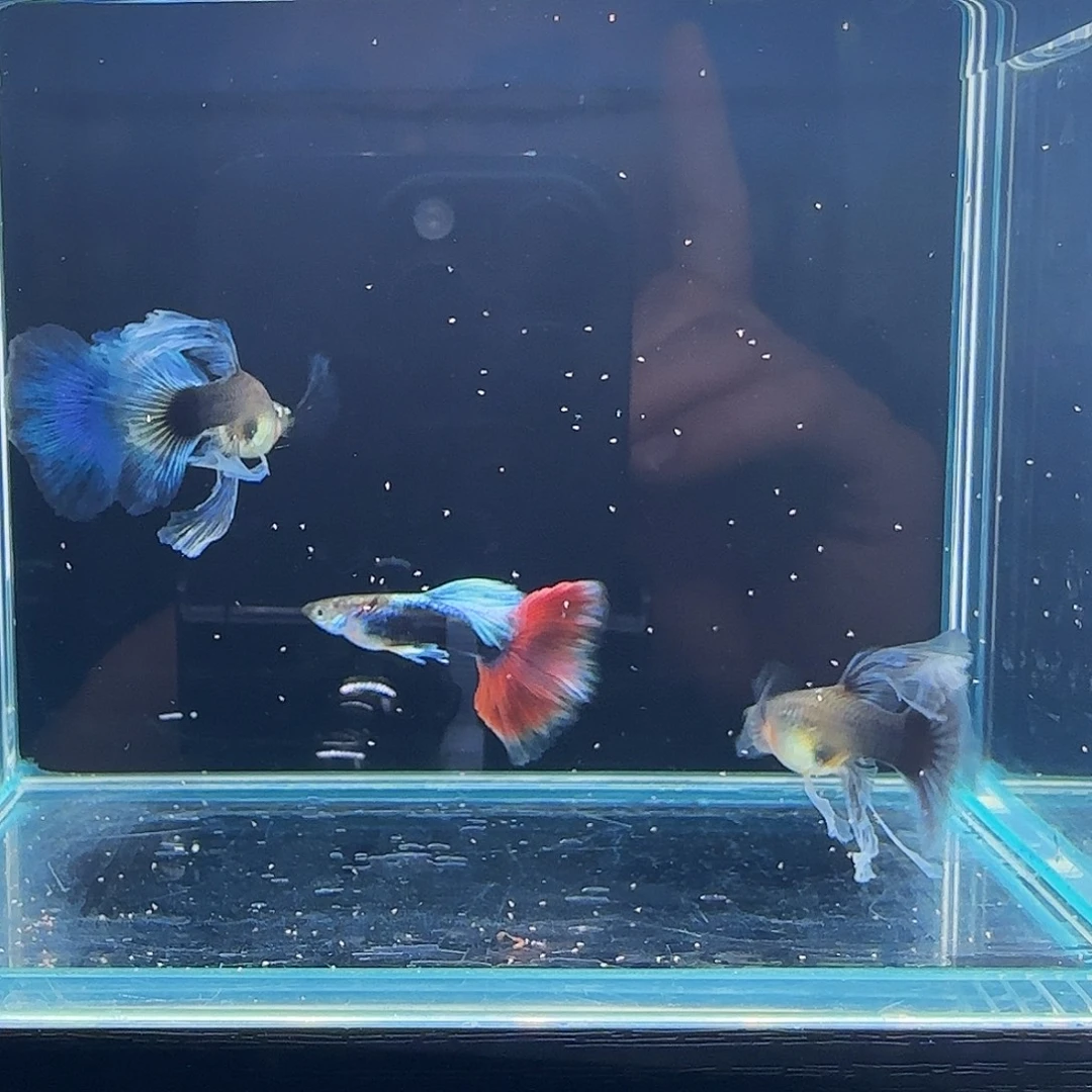 孔雀鱼蓝礼服灯笼绣球2对