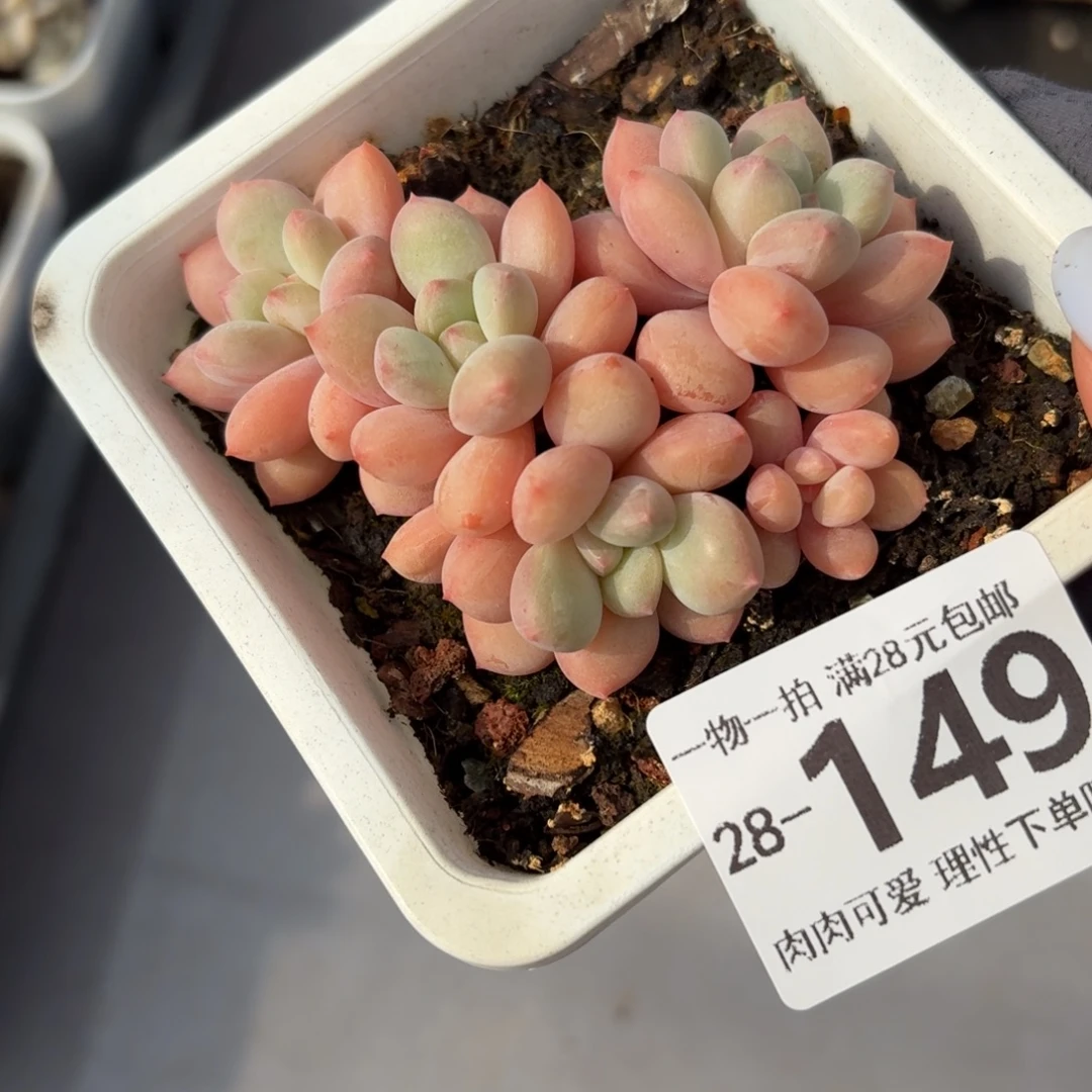 拉丝雨无盆土发货无