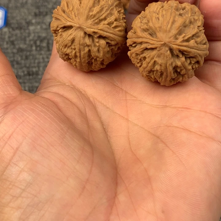 蚂蚁王。