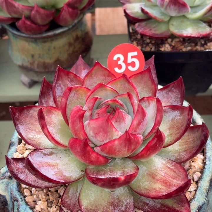 多肉植物惊鸿仙子