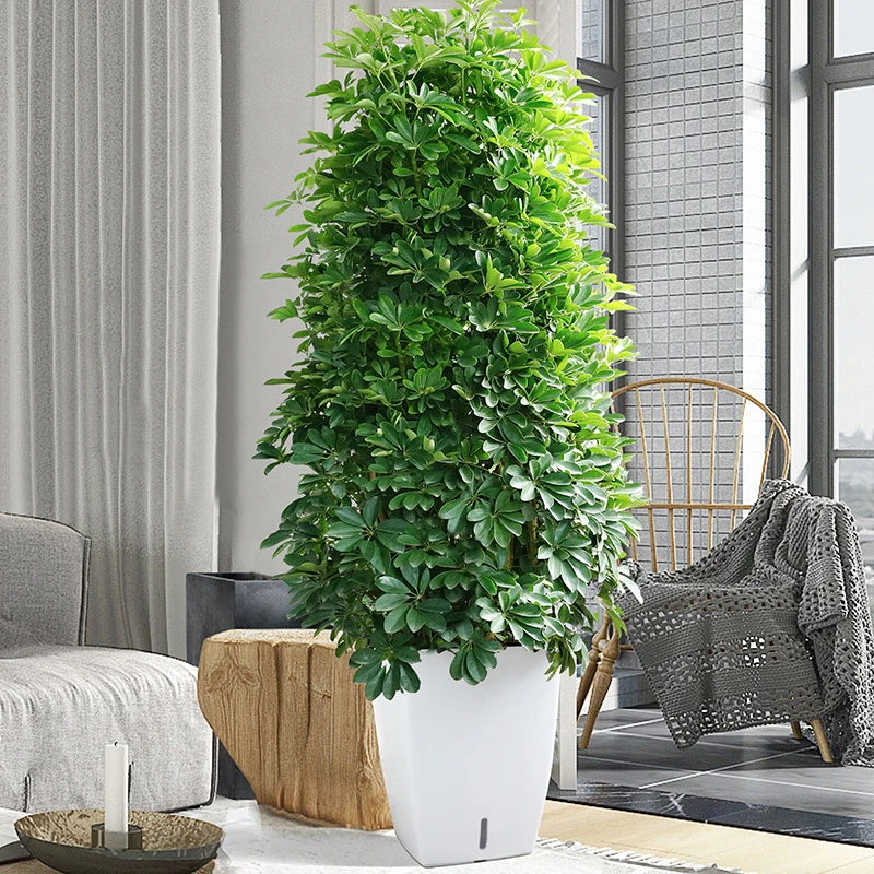 鸭脚木七叶莲鹅掌柴盆栽办公室客厅大型客厅绿植物盆景吸甲醛植物