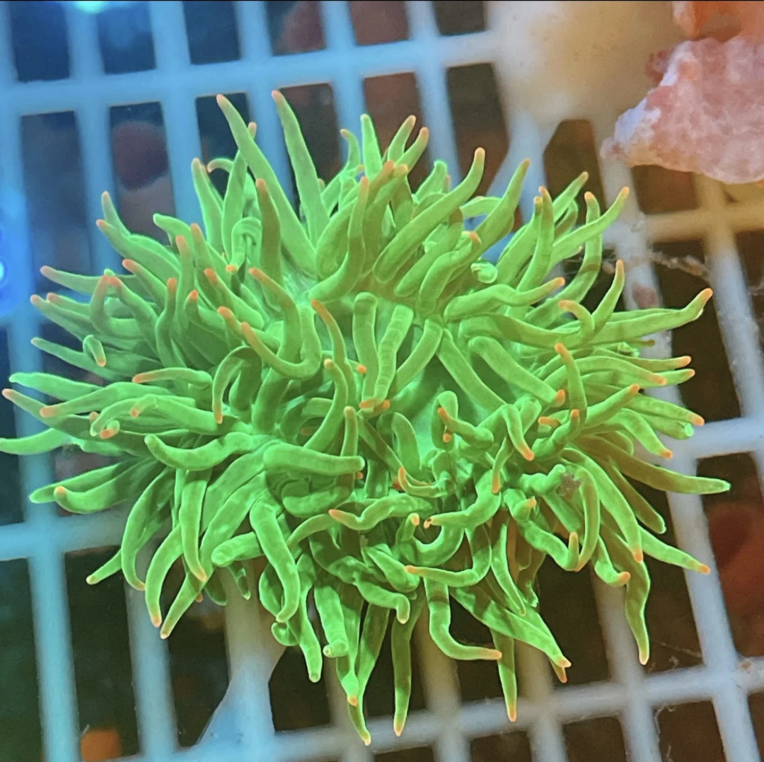 绿石葵到手十个，展开1-2cm