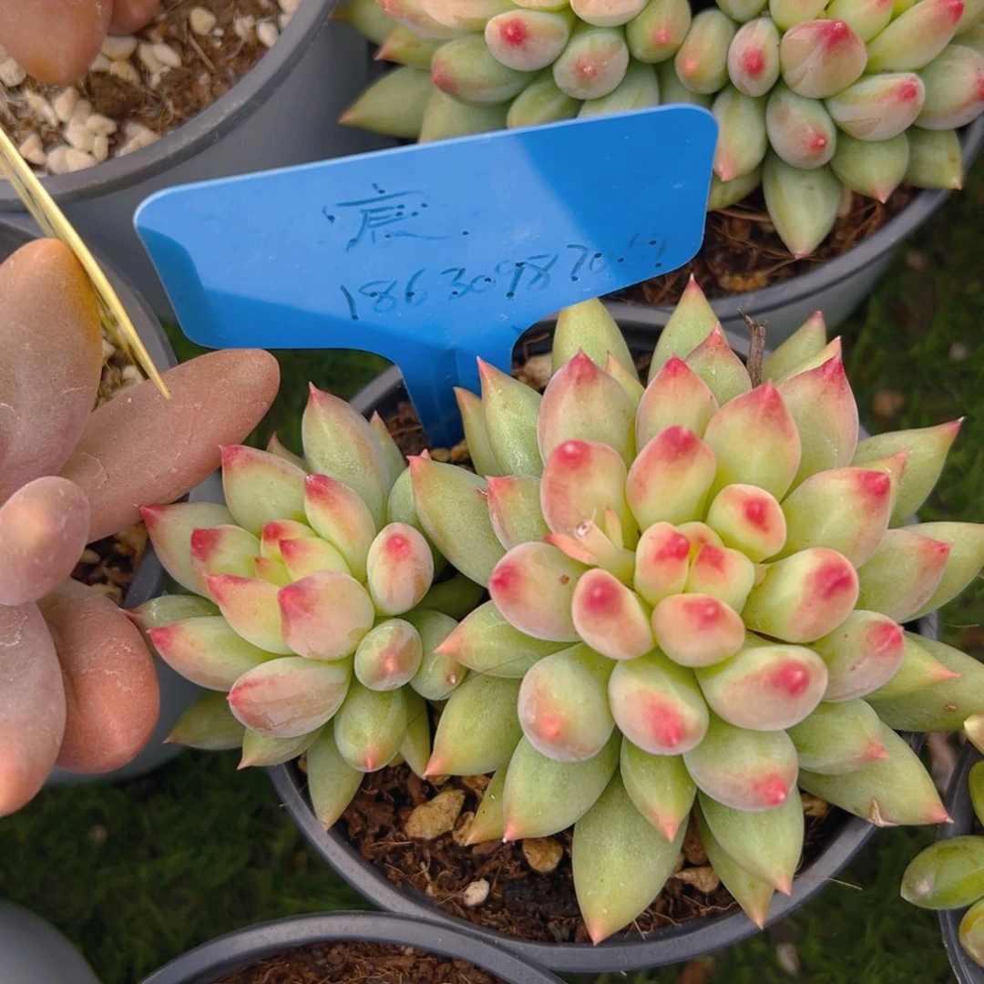 香玉的故事是一个人的