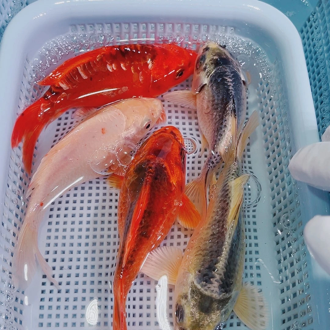 锦鲤锦鲤冷水观赏143