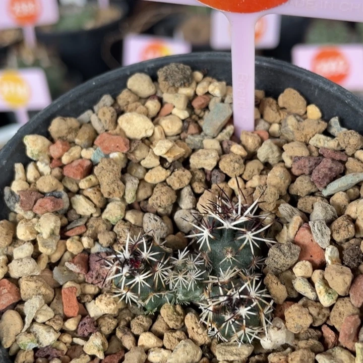 实生达氏青花虾一棵2691