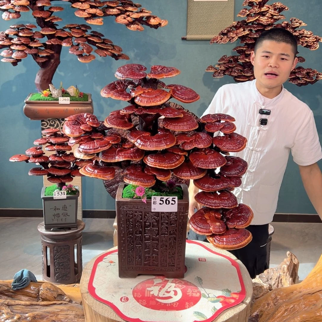 无花朵888888888888