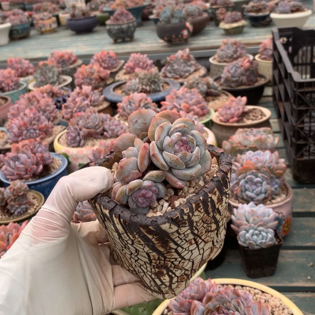 无花朵花花花花花花花花花花6