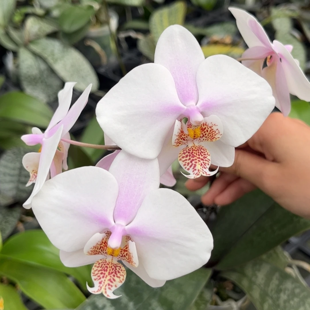 完全开放2.5寸11111开花株