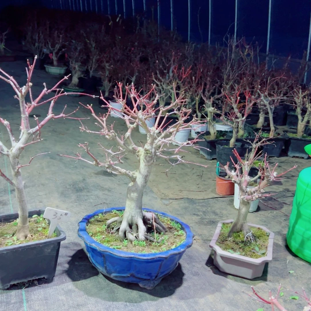 浅****?枫树枫树枫树枫树