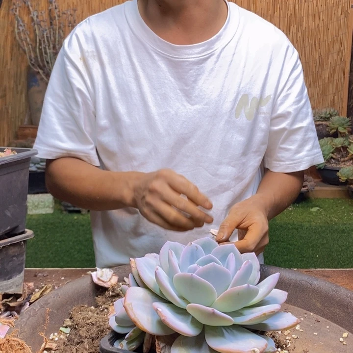 蛇***蛇367号奶茶多肉植物