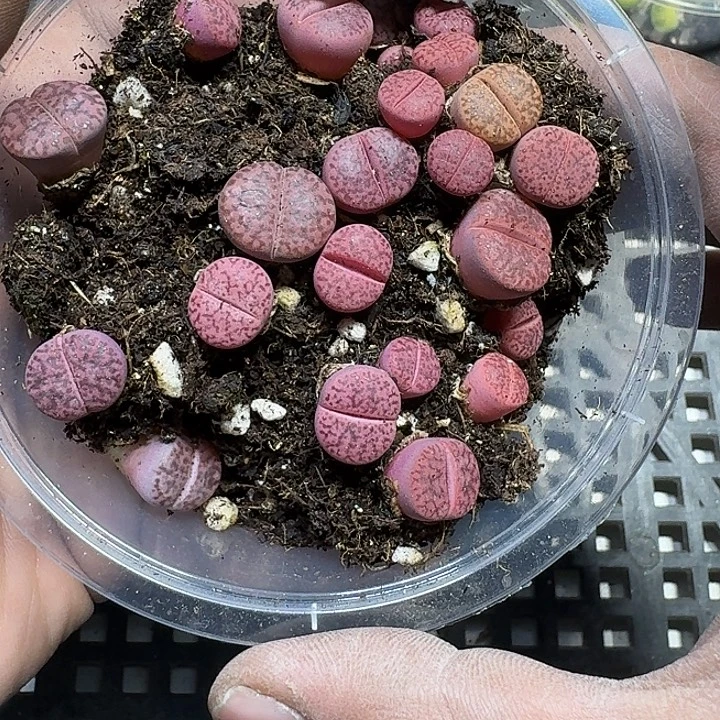 298 多肉植物多肉植物