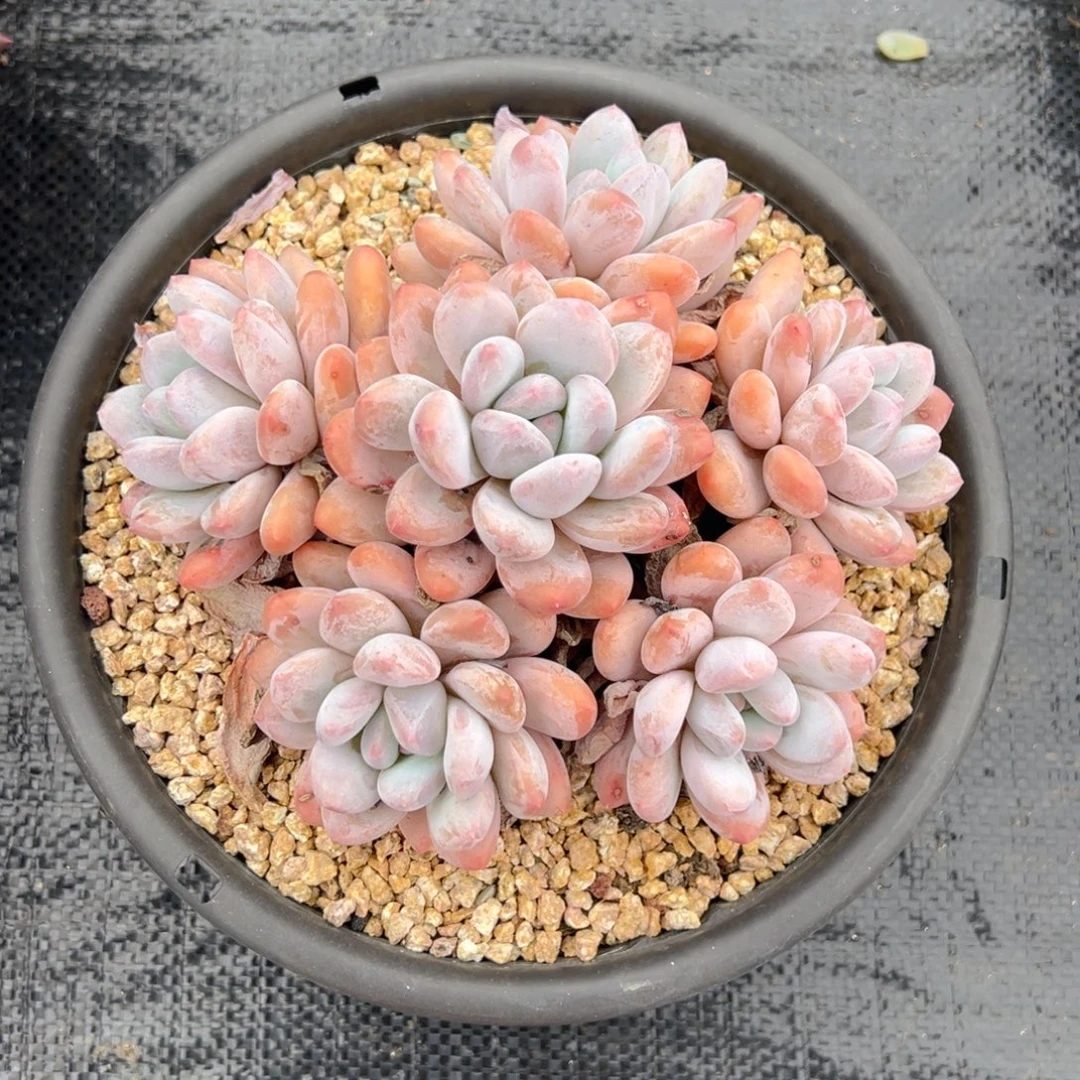 香水一物一拍多肉