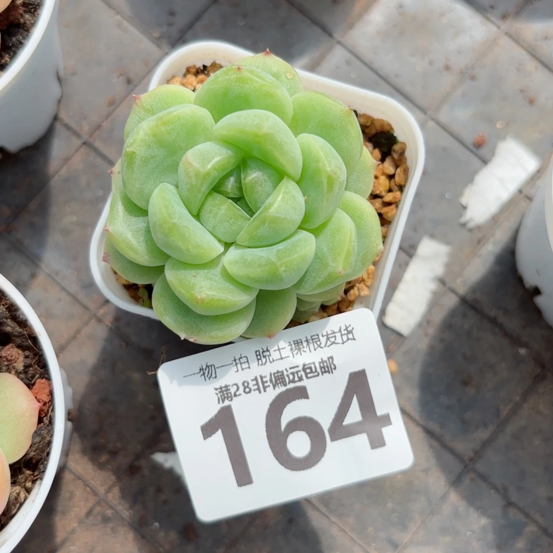 财富c9多肉无盆土发货