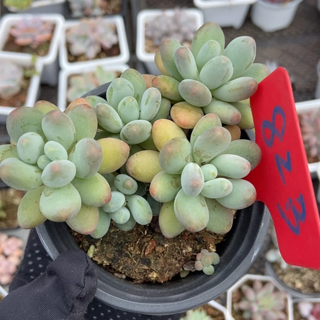 823苹果奶duopoly wasduopoly