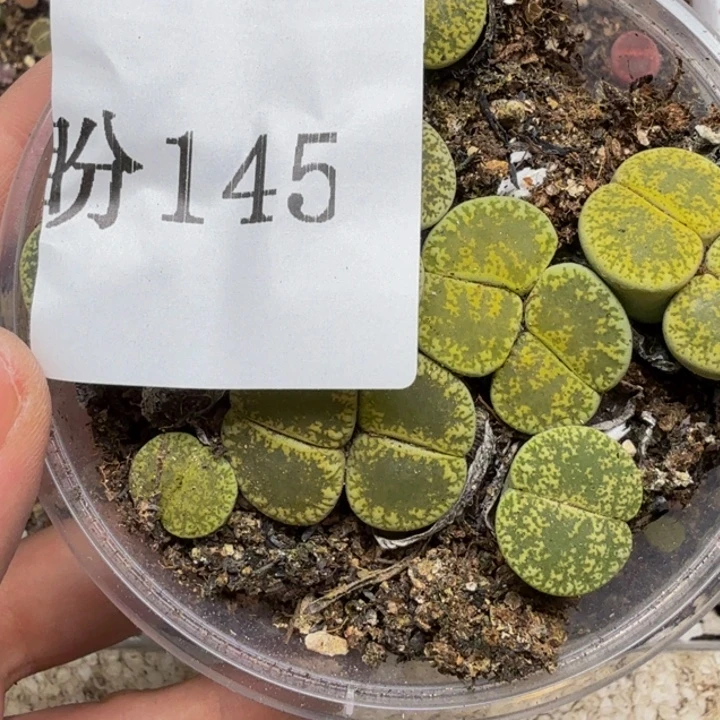 姜***茶多肉植物的生长发育145