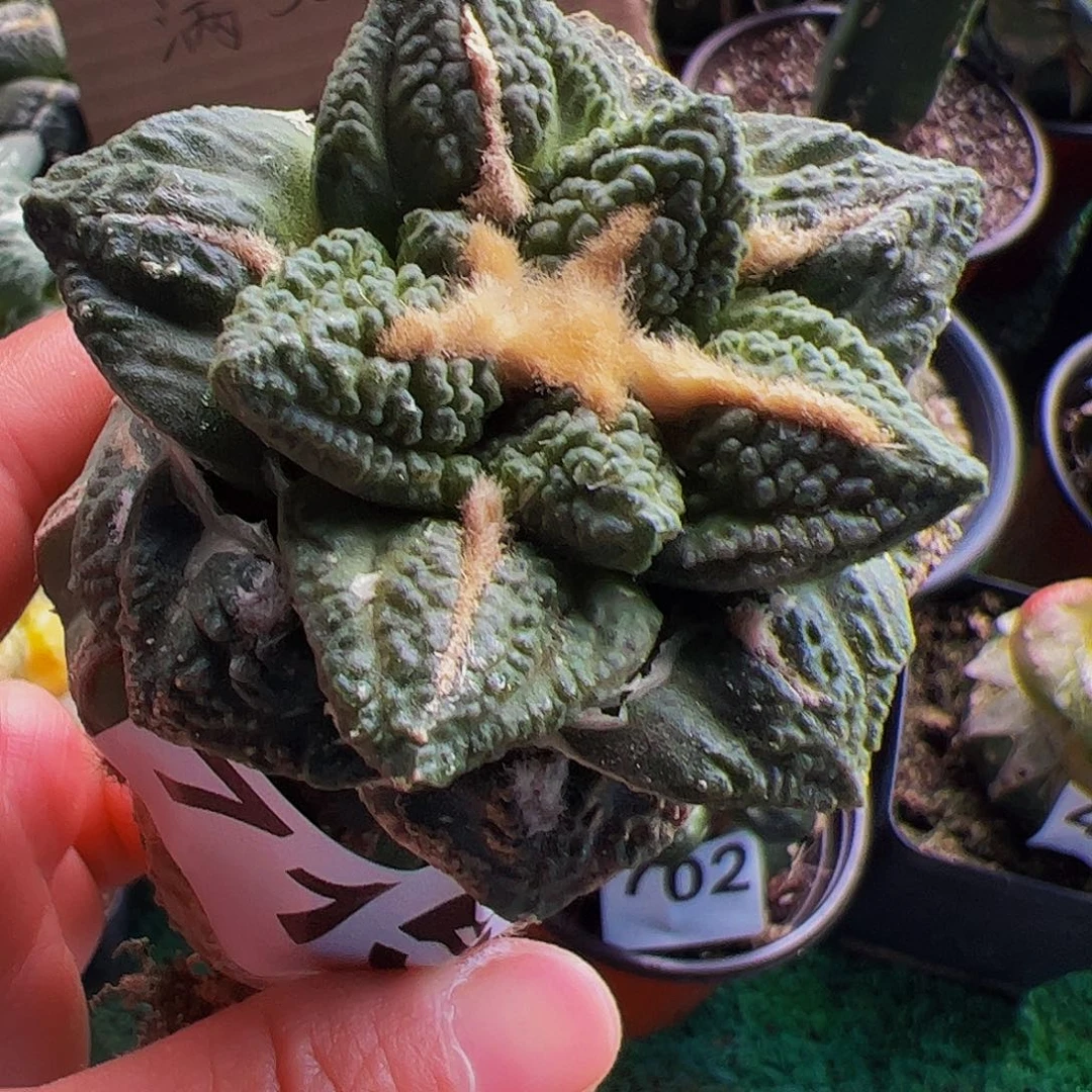 无花朵龟甲牡丹球缺水715