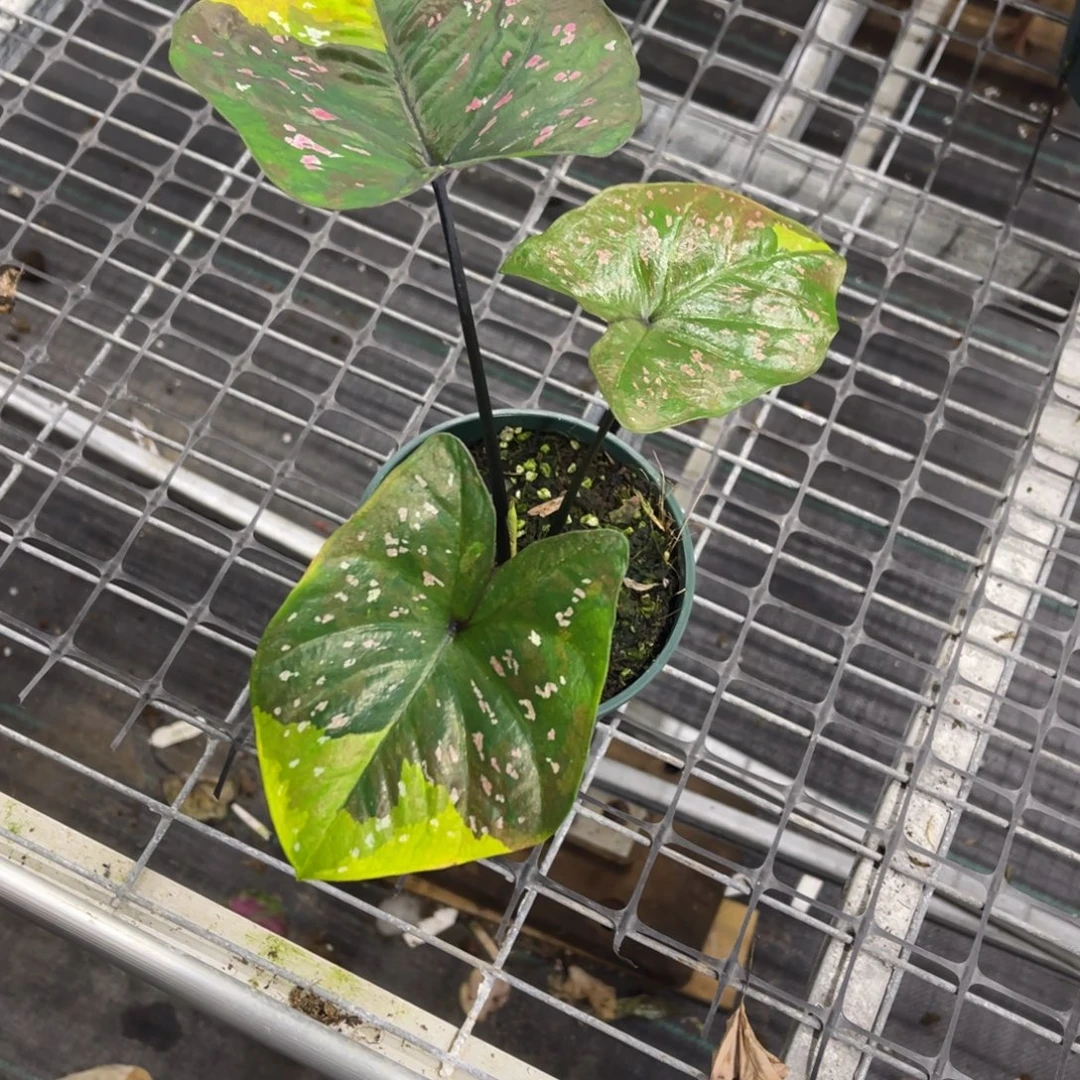 A***m无花朵408满月不包售后不包球