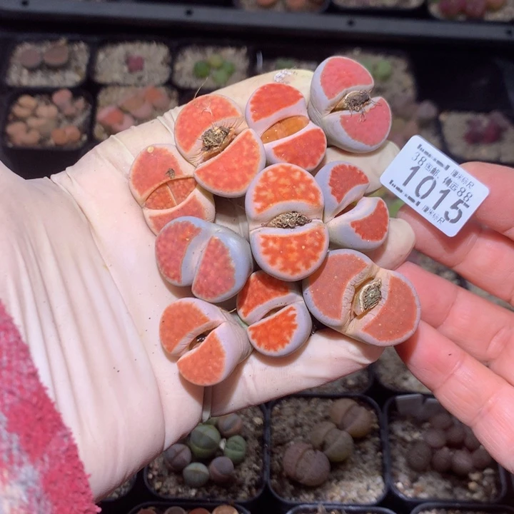 陈*zzz精品生石花1015