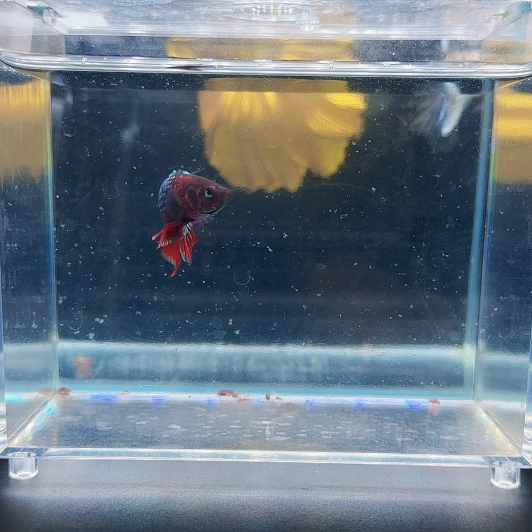 斗鱼活体观赏鱼好养耐活
