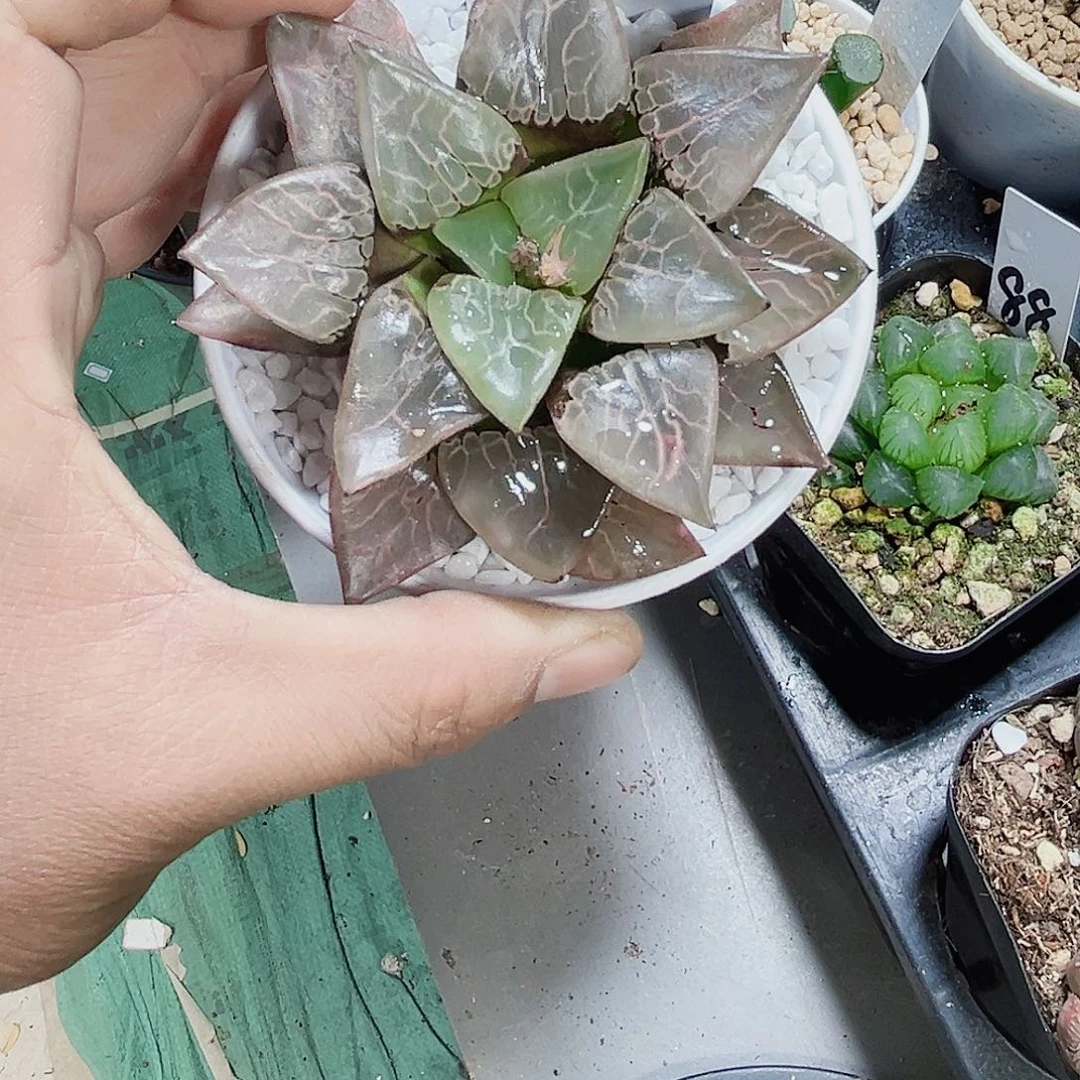 火凤凰克新手好养