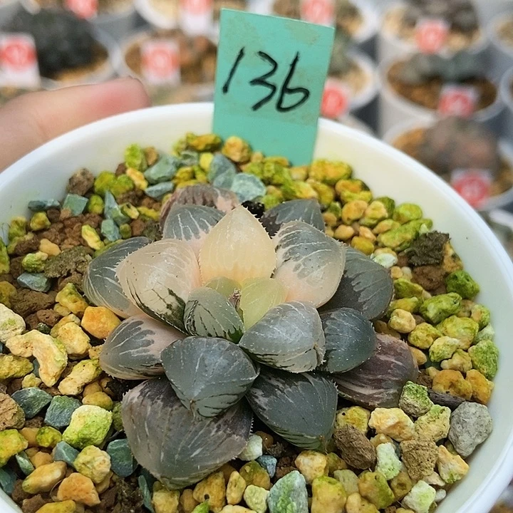 优***友136糯玉露锦11111111111111