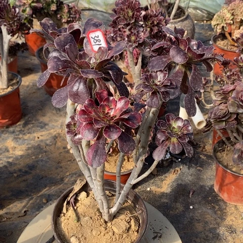 花蝴蝶丛林一物一拍