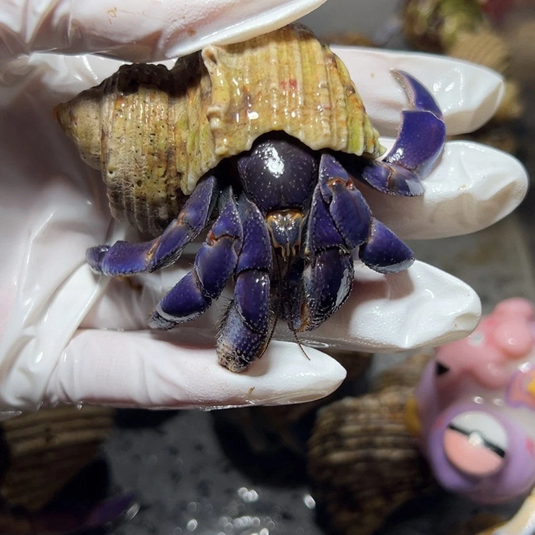 满蓝大紫陆口径3.0口