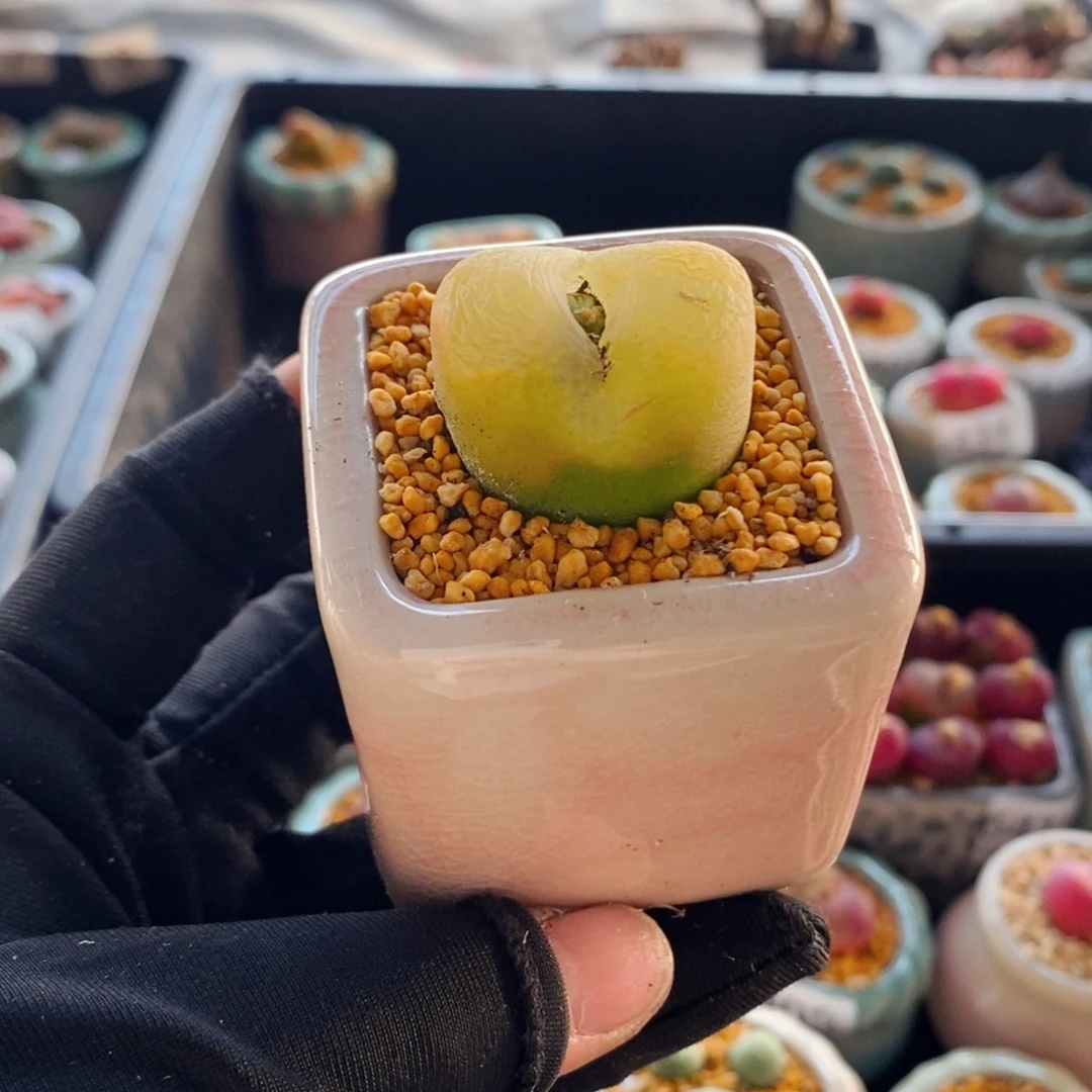 6438 -一物一拍 带盆 2.9cm