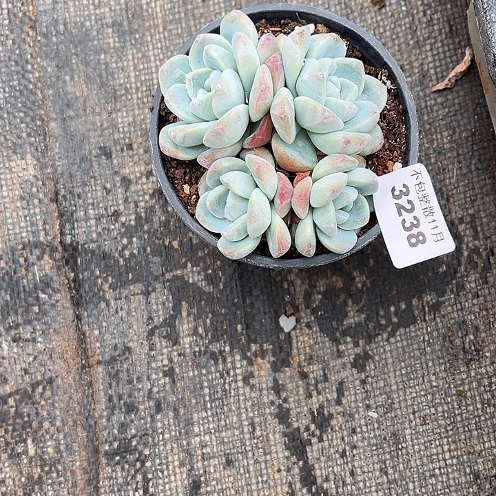 阿雅园艺。         3238冰玉