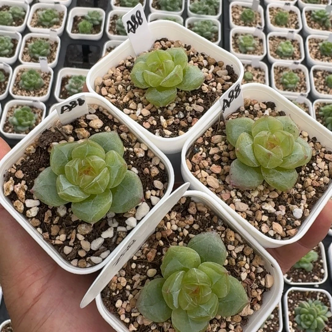 如图麦芽珍妮88一个量拍