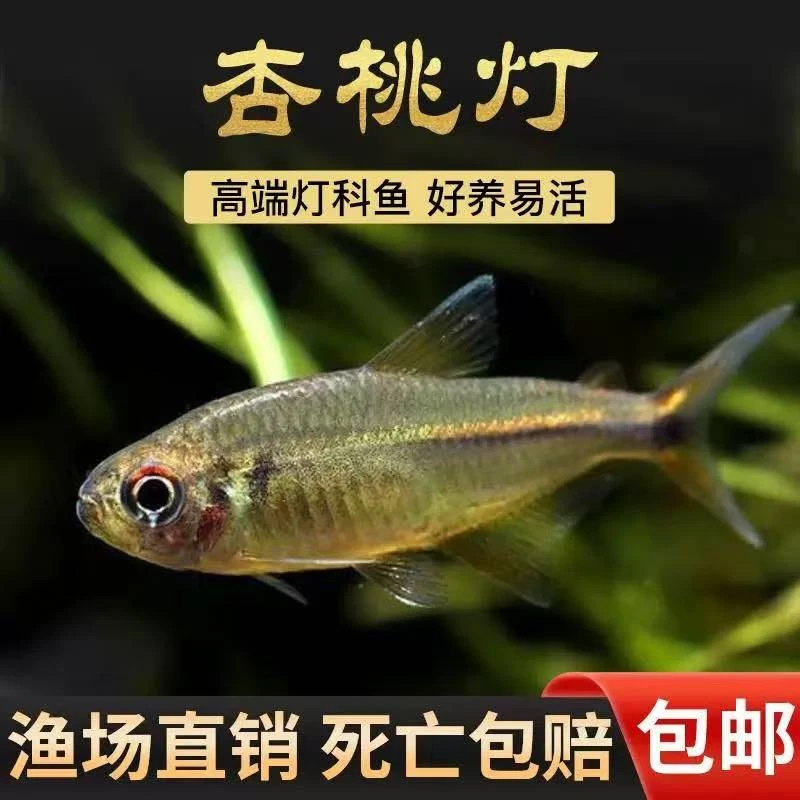 杏桃灯鱼群游活体南美小型灯科鱼热带观赏鱼